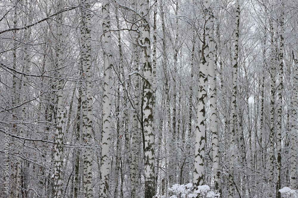 Young birches with black and white birch bark in winter in birch grove against background of other birches
