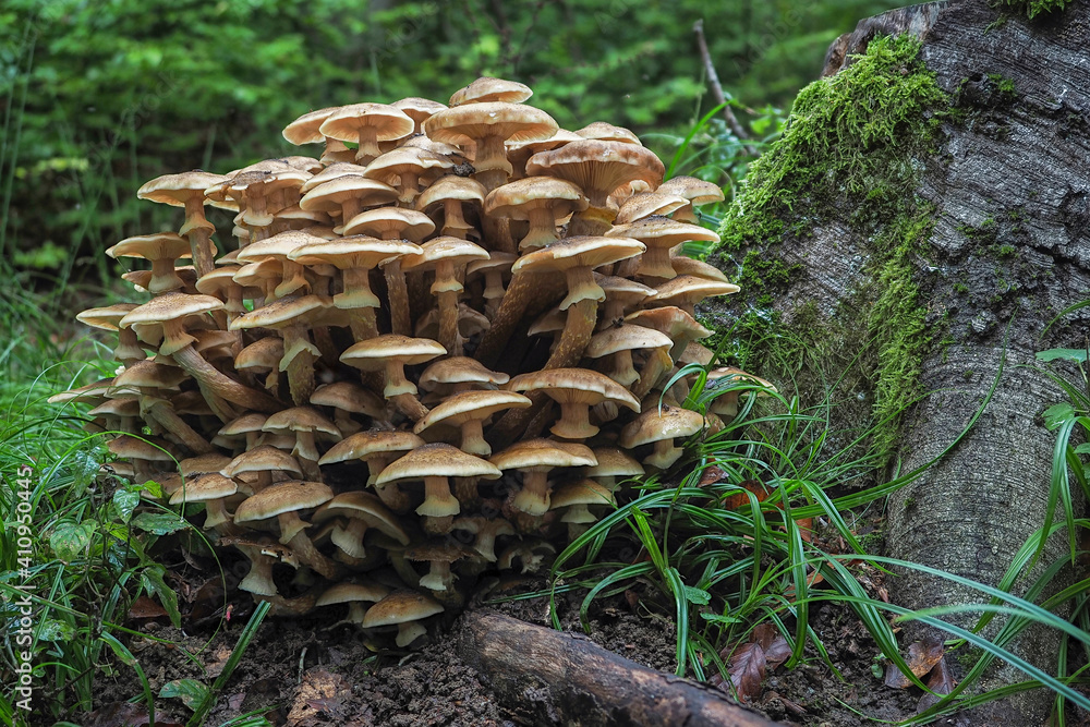 Armillaria mellea, commonly known as honey fungus, is a basidiomycete fungus in the genus Armillaria. Armillaria mellea, commonly known as honey fungus, is a basidiomycete fungus in the genus Armillaria.