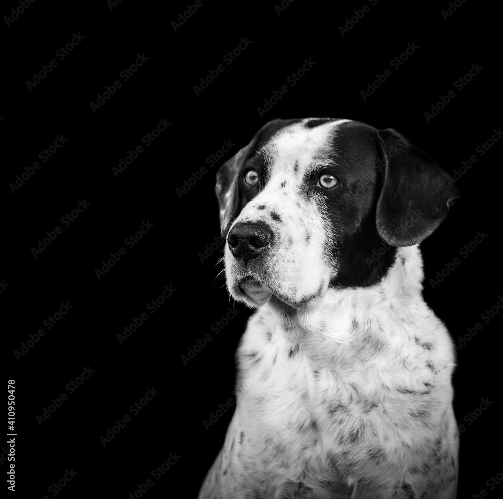 White dog, dalmatian, in black and white, portrait, sitting and looking.