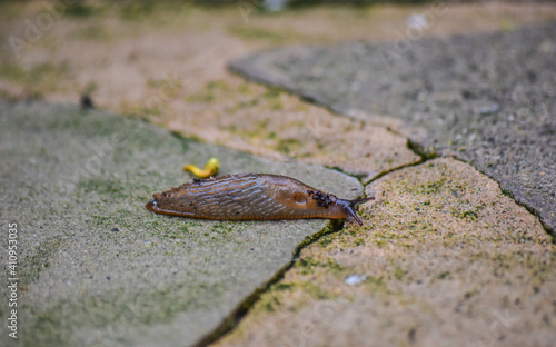Slug is keep moving on the floor after the rain. © OrawanJLovatt