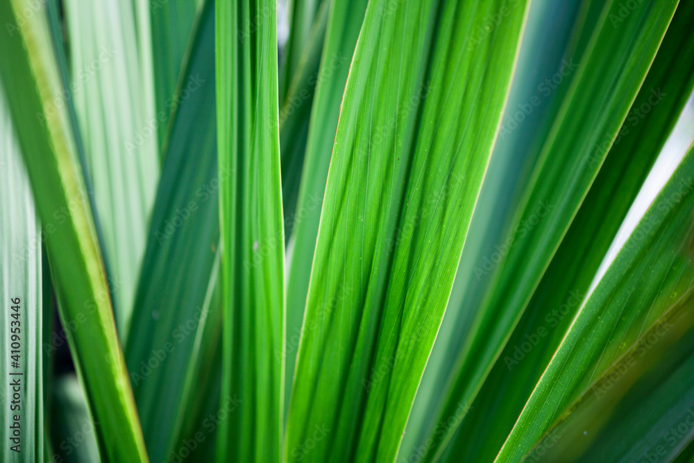 The structure of the leaf The structure of the leaf