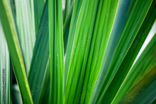 The structure of the leaf