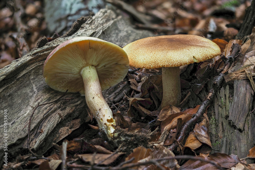Tricholomopsis rutilans, known by the unusual but apt common name of Plums and Custard or, less commonly Red-haired agaric, is a species of gilled mushroom found across Europe and North America. Tricholomopsis rutilans, known by the unusual but apt common name of Plums and Custard or, less commonly Red-haired agaric, is a species of gilled mushroom found across Europe and North America.