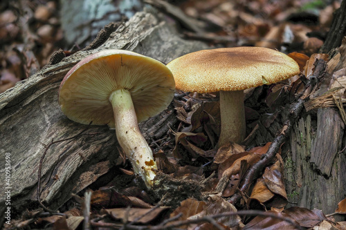 Tricholomopsis rutilans, known by the unusual but apt common name of Plums and Custard or, less commonly Red-haired agaric, is a species of gilled mushroom found across Europe and North America.