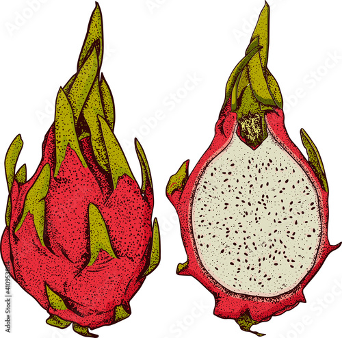 Vector hand drawn set of pitaya. Dragon fruit illustration. Delicious tropical vegetarian objects. Use for restaurant, menu, smoothie bowl, market, store, party decoration, meal