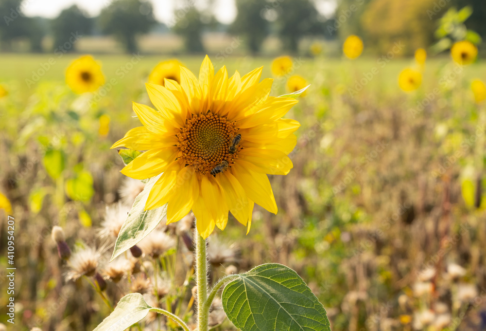 Fototapeta premium Sonnenblumenfeld ist von der Trockenheit Dürre betroffen