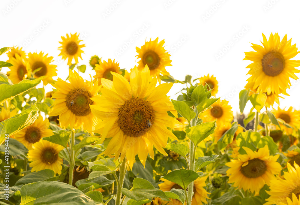 Fototapeta premium Sonnenblumenfeld ist von der Trockenheit Dürre betroffen
