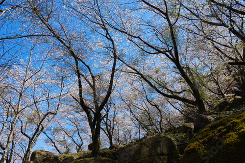 世界遺産「鬼ヶ城」桜の道 （三重県熊野市）