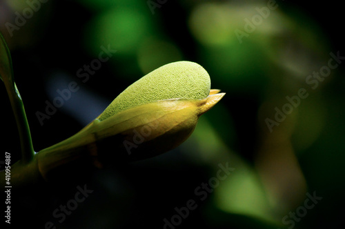 Baby Jackfruit