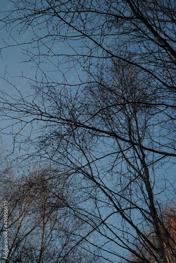 trees and sky trees and sky