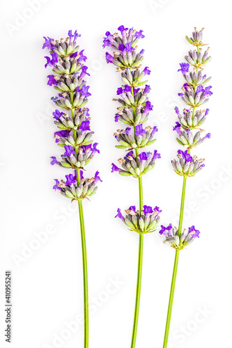 Bouquet of lavender flowers and seeds on white background. Isolated on white background.