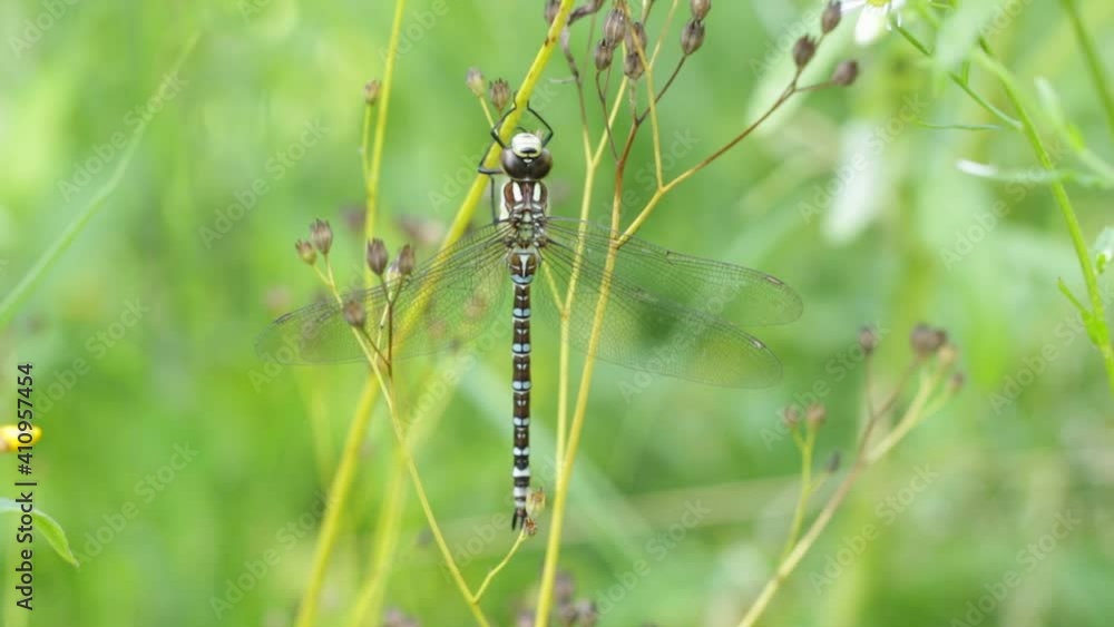 A very large dragonfly sits on a leaf in the forest, macro A very large dragonfly sits on a leaf in the forest, macro