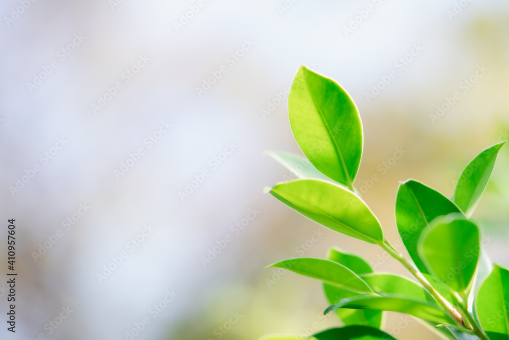 Closeup nature view of green leaf with copy space using as background and fresh ecology wallpaper concept Closeup nature view of green leaf with copy space using as background and fresh ecology wallpaper concept