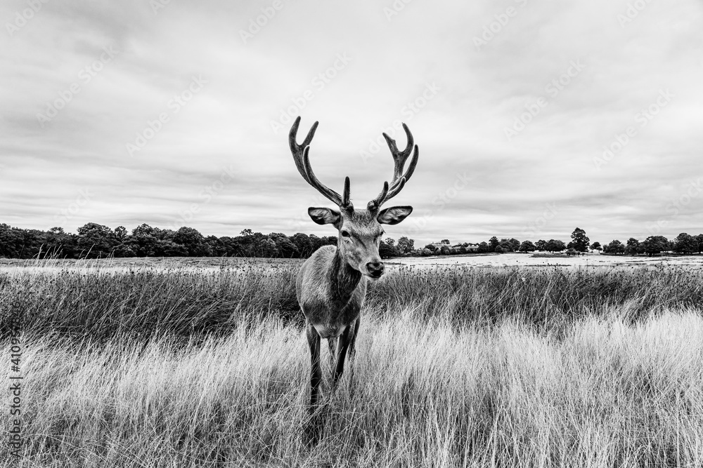 Naklejka premium Clouse up of a male deer on the fields of Richmoond near London, UK. Head of a red deer in the wild