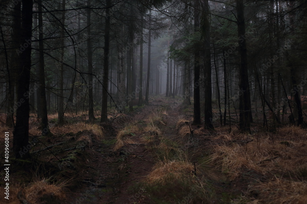 Obraz premium Waldwegfinsterniss
