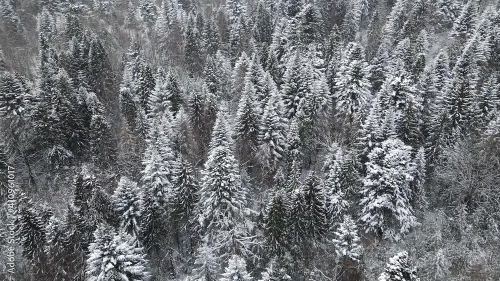 pine forest tree pine video shooting 4K flight over the forest winter pine forest tree pine video shooting 4K flight over the forest winter