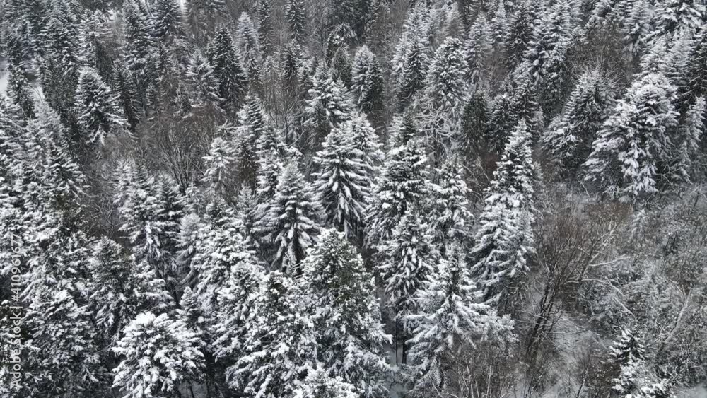 pine forest tree pine video shooting 4K flight over the forest winter pine forest tree pine video shooting 4K flight over the forest winter