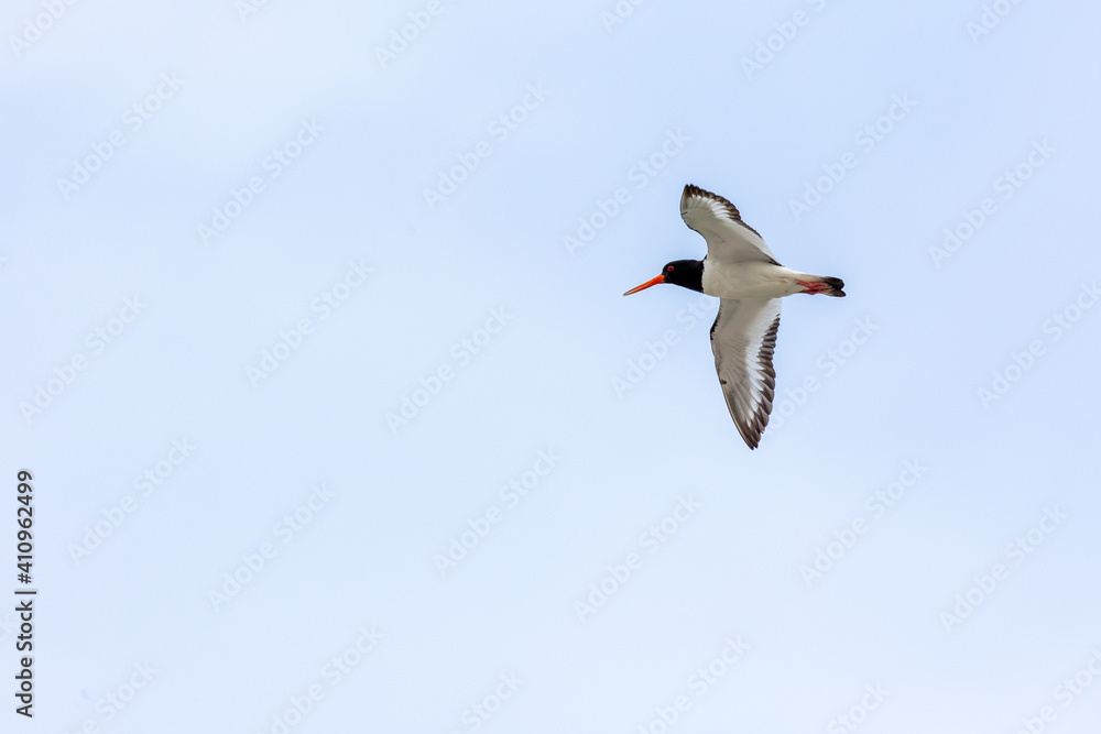 Eurasian oystercatcher (Haematopus ostralegus) in flight over the East Frisian island and wildlife sanctuary Memmert, Germany. Eurasian oystercatcher (Haematopus ostralegus) in flight over the East Frisian island and wildlife sanctuary Memmert, Germany.