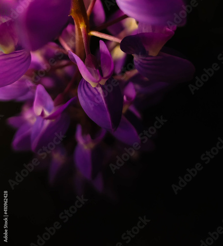 purple flower on black