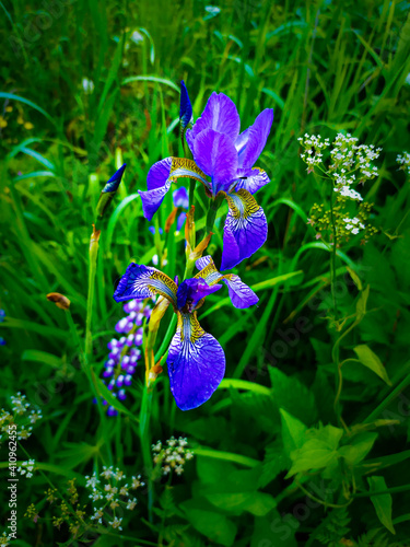 blue iris flower