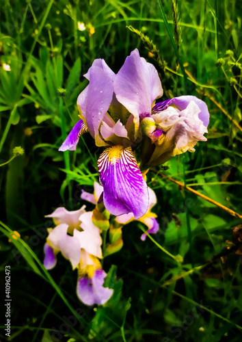 purple iris flower