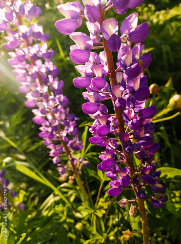 Lupinus flower