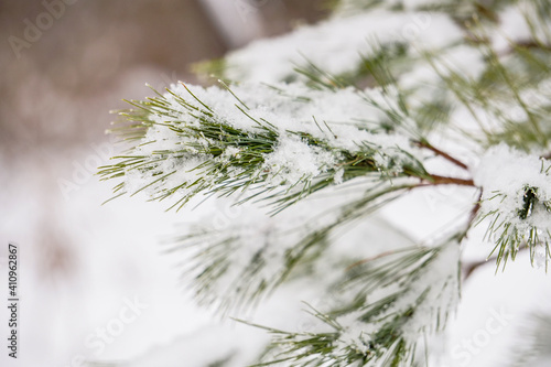 Beautiful snow on Balsam Pine in Maine New England Winter background, high quality photo