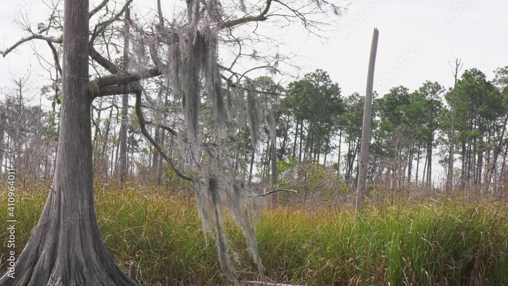 Passing by a cypress tree with moss hanging from it