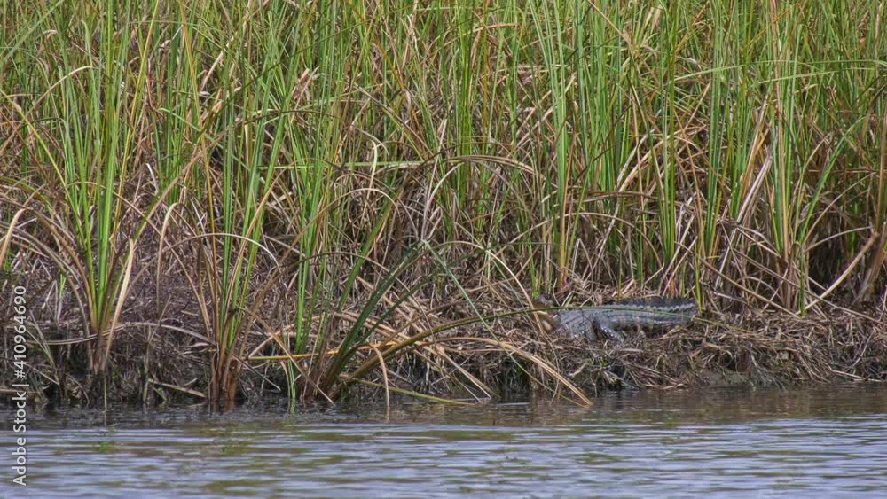 Young American Alligator on a river bank surrounded by tall grasses Young American Alligator on a river bank surrounded by tall grasses