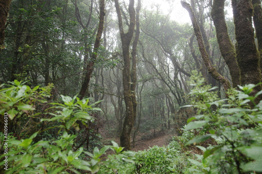 Fototapeta premium Parque rural de Anaga, Tenerife. Islas Canarias.
