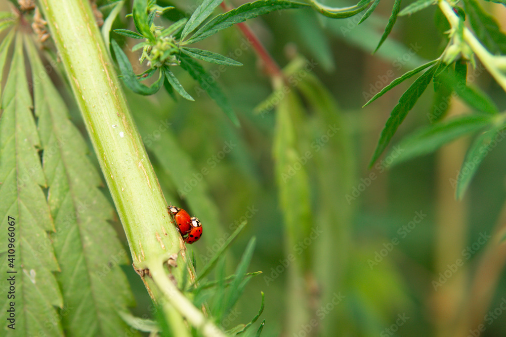 breakfast and sex on cannabis.Two pairing red ladybugs (Coccinella) on green leaves close up.background is blurred. breakfast and sex on cannabis.Two pairing red ladybugs (Coccinella) on green leaves close up.background is blurred.