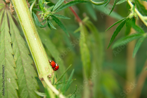 breakfast and sex on cannabis.Two pairing red ladybugs (Coccinella) on green leaves close up.background is blurred.