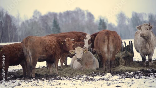 multiple cows eating hay during winter field snow cold brown and white sitting looking zoomed out