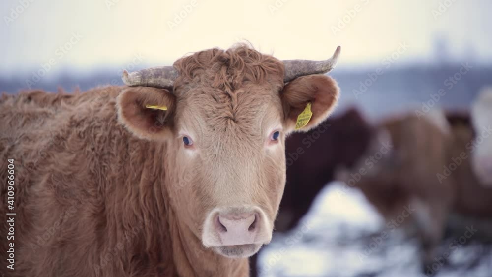 light brown furry cow bull looking winter field cloudy day snow multiple cows in the background close up light brown furry cow bull looking winter field cloudy day snow multiple cows in the background close up