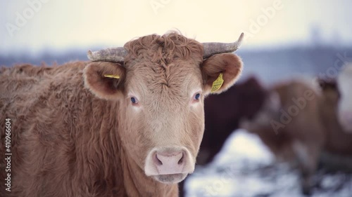 light brown furry cow bull looking winter field cloudy day snow multiple cows in the background close up 