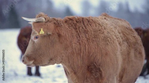 light brown furry cow bull looking winter field cloudy day snow multiple cows in the background