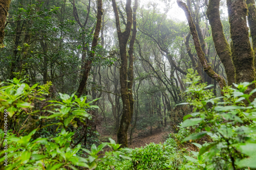 Parque Rural de Anaga, Tenerife. España.