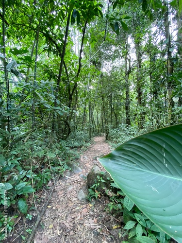 jungle