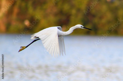 great white heron flying over the lake