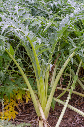 Cardoon (Cynara cardunculus) ready to harvest in an orchard south of the city of Valencia in Spain. Cardoon is a highly valued vegetable in the Mediterranean diet.
