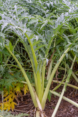 Cardoon  Cynara cardunculus  ready to harvest in an orchard south of the city of Valencia in Spain. Cardoon is a highly valued vegetable in the Mediterranean diet.