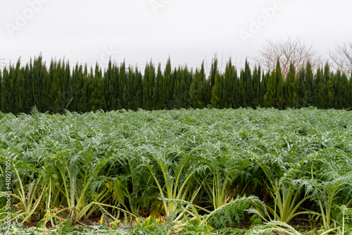 Fototapeta Cardoon (Cynara cardunculus) ready to harvest in an orchard south of the city of Valencia in Spain