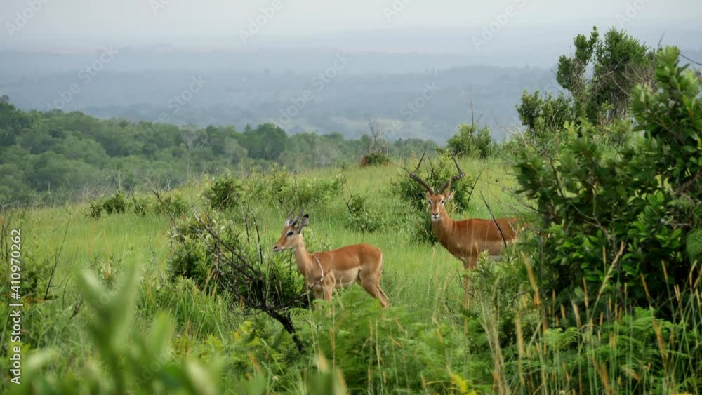 Two Antelopes walk in Shimba Hills National Reserve, Kenya Two Antelopes walk in Shimba Hills National Reserve, Kenya