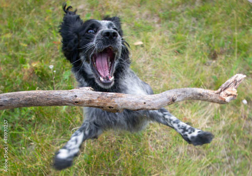 playing spaniel