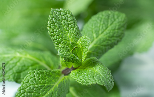 Photos mint leaves on the out of focus background