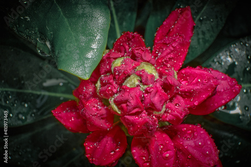 red rhododendron flower, a genus of plants in the heather family (Ericaceae), predominantly evergreen, semi-deciduous and deciduous shrubs, and small trees, beautiful background photo