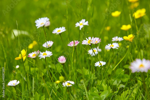 Beautiful daisies in the meadow, close-up, (Bellis).