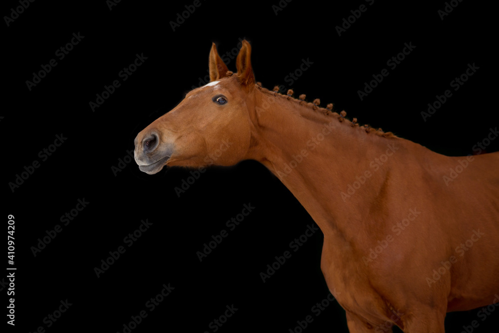 Fototapeta premium Red horse isolated on white