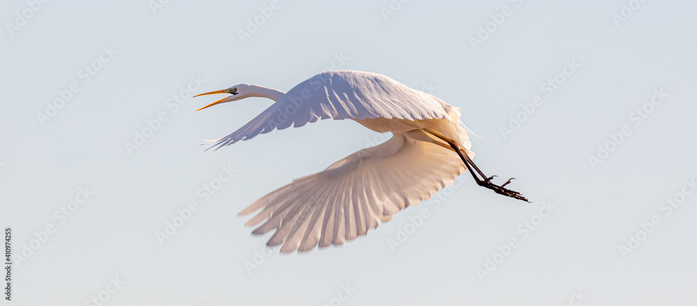 Obraz premium Great egret