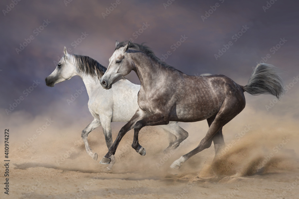 Two grey horses run gallop in desert dust Two grey horses run gallop in desert dust